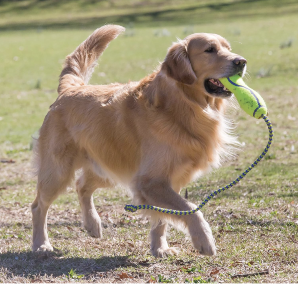 AirDog® Stick Lg ASST1 - Image 4